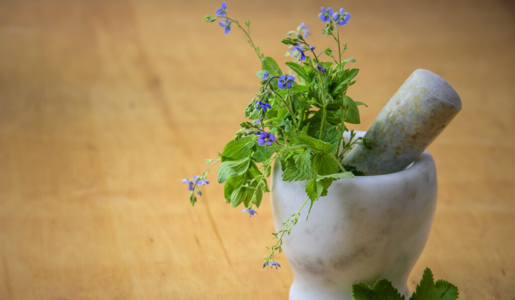 Recipes for Holistic Immunity Support for La Cura Podcast